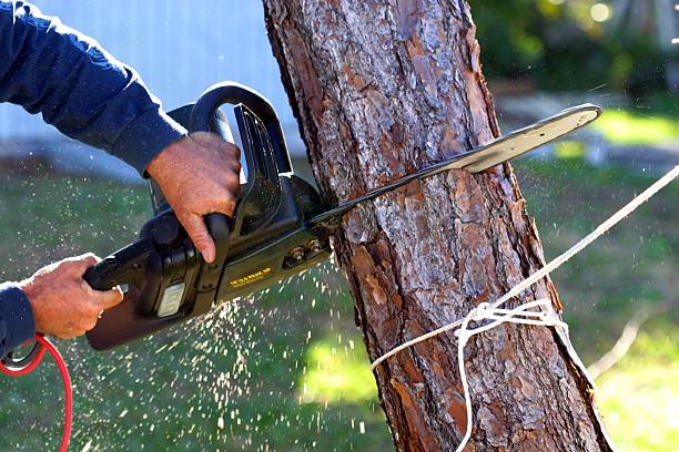 Trusted West Berlin, NJ Tree Care Experts